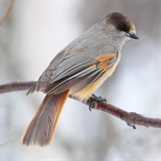 Siberian Jay