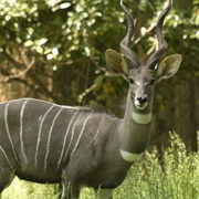 Lesser Kudu