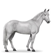 Australian Pony - Light Grey