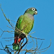 Scaly-Headed Parrot (Pionus Maximiliani)