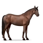 Mustang - Liver Chestnut