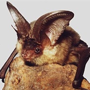 Grey Long-Eared Bat