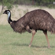Emu (Australia)