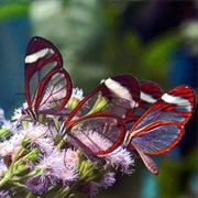 Visit a Butterfly Garden