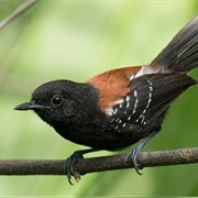 Black-Hooded Antwren