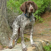 German Shorthair Pointer