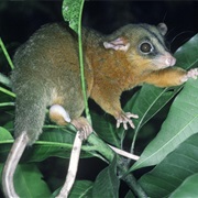 Bare-Tailed Woolly Mouse Opossum