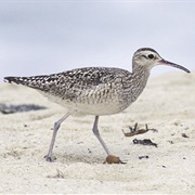 Little Curlew