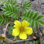 Silver Cinquefoil (Argentina Anserina)