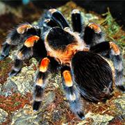 Tarantula