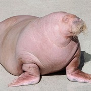 Walrus