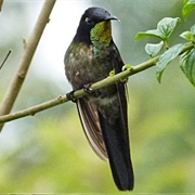 Black-Backed Thornbill
