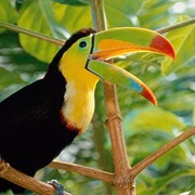 Hold a Toucan