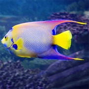 Queen Angelfish
