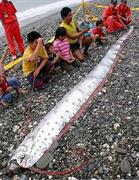 Oarfish