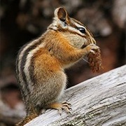 Ground Squirrel
