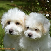 Adopt Twin Puppies