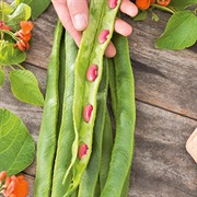 Runner Bean / Butter Bean (Phaseolus Coccineus)