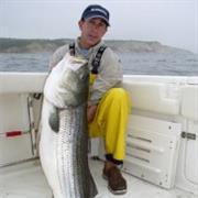 Striped  Bass