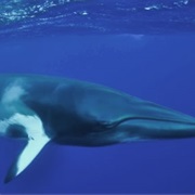 Minke Whale