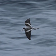 Ringed Storm-Petrel