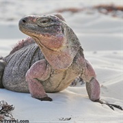 Bahamian Rock Iguana