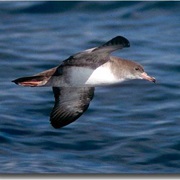 Pink-Footed Shearwater