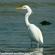 Chinese Egret