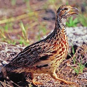 Orange River Partridge