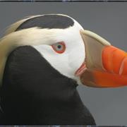 Tufted Puffin