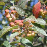 Oregon Crabapple (Malus Fusca)