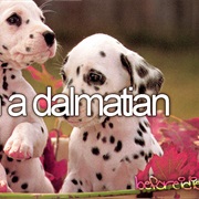 Own a Dalmatian