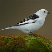 Snow Bunting