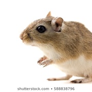 Somali Gerbil