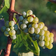 Common Grape Vine (Vitis Vinifera)