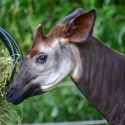 Pet an Okapi