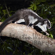 Striped Possum
