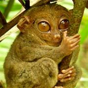 Philippine Tarsier
