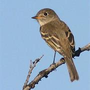 Dusky Flycatcher