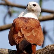 Percy Isles National Park (QLD)