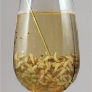 Make a Disgusting Drink and Drink It