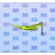 Long Locust