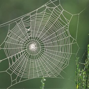 Spiderwebs