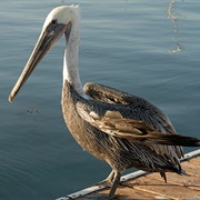 Pelican