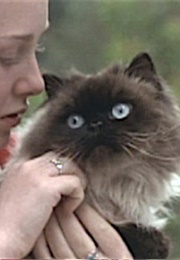 Sassy, Homeward Bound: The Incredible Journey (1993)