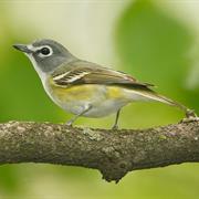 Blue-Headed Vireo