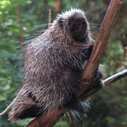 Porcupine