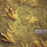 Dinosaur Footprints