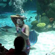 Swim in an Aquarium