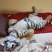 When They Steal Your Bed